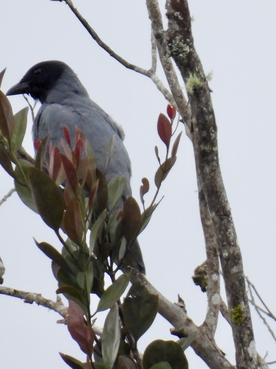 Sunda Cuckooshrike - ML634361258