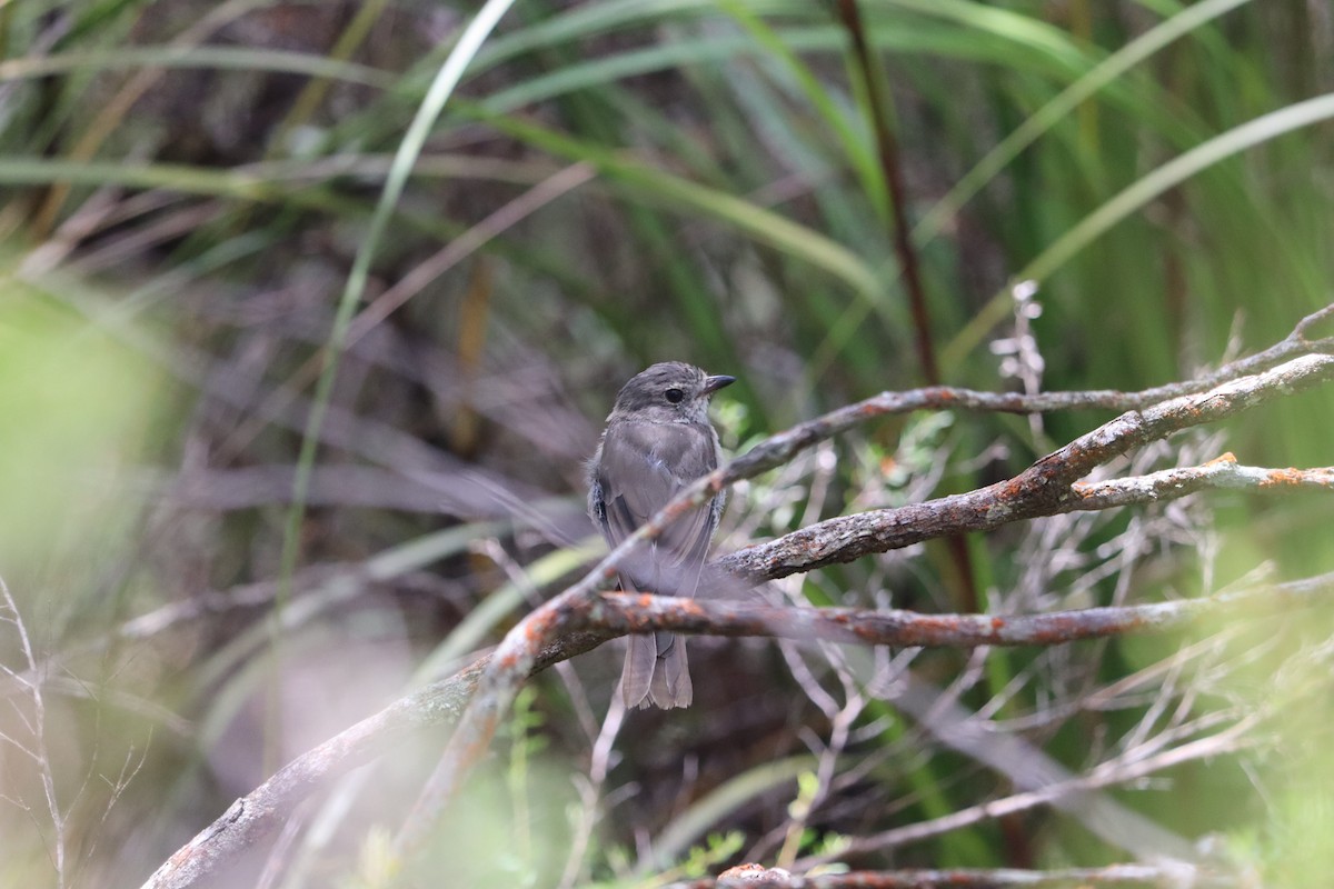 Golden Whistler - ML634361260