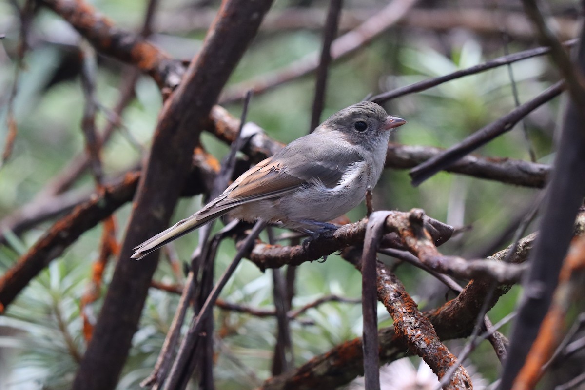 Golden Whistler - ML634361261