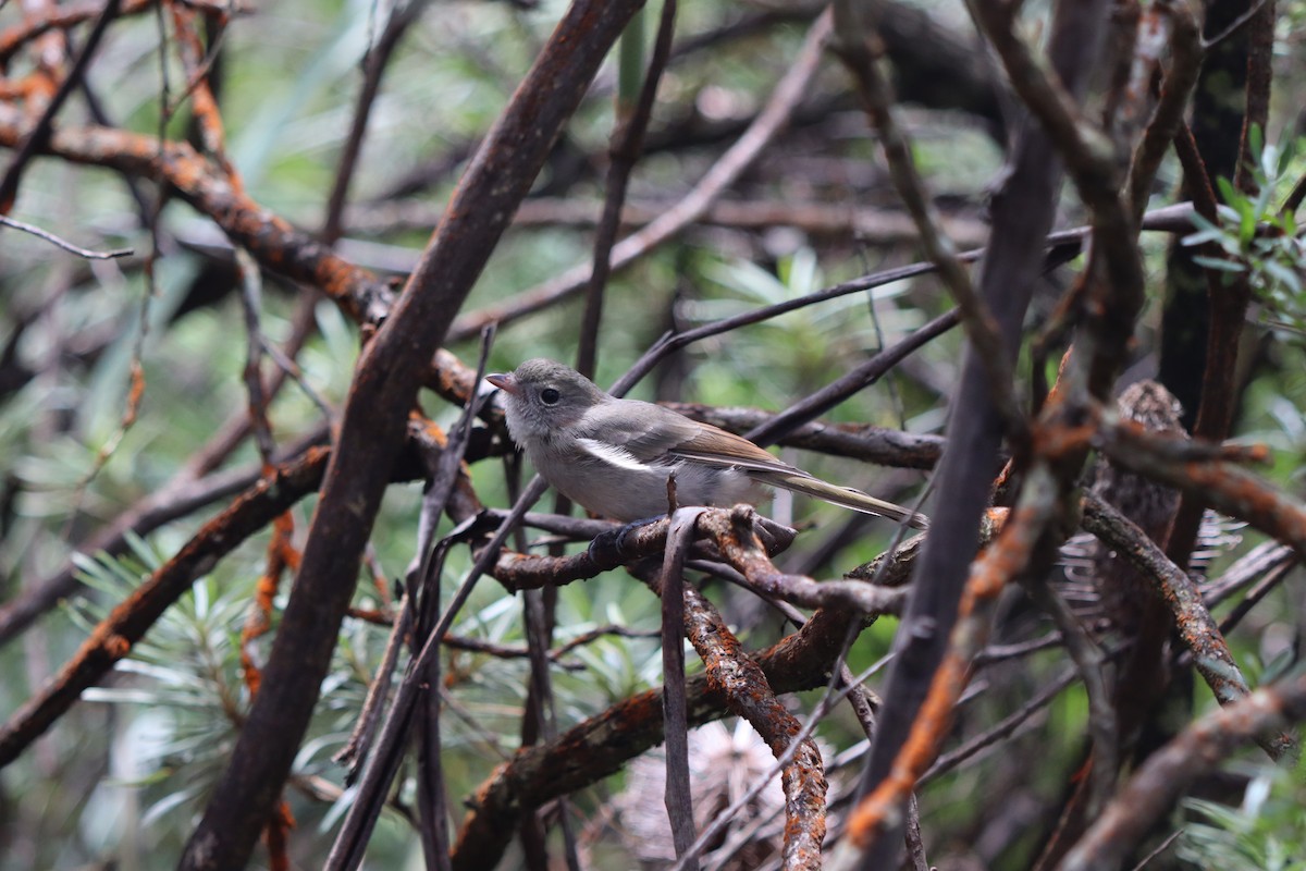 Golden Whistler - ML634361262