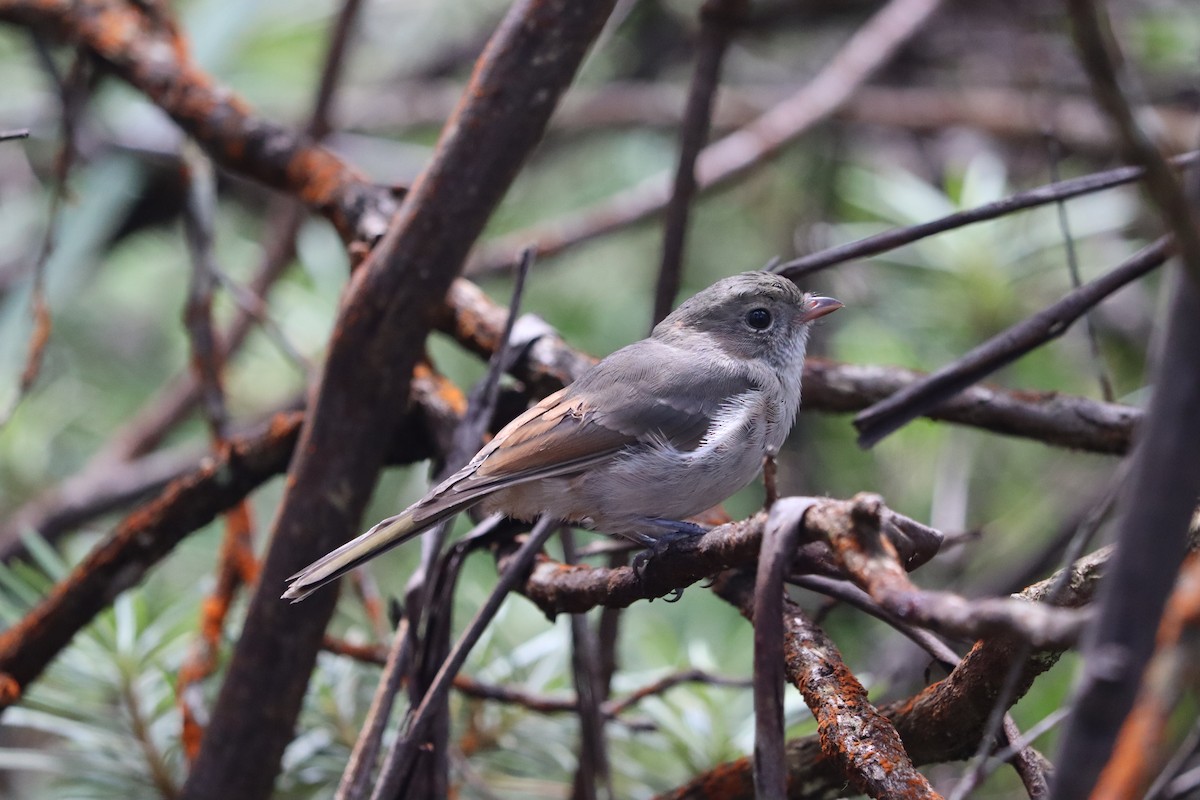 Golden Whistler - ML634361263