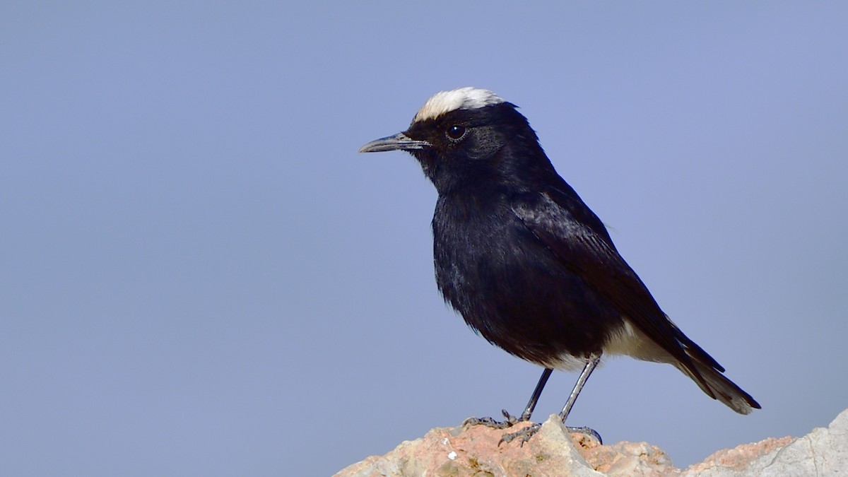 White-crowned Wheatear - ML634361513