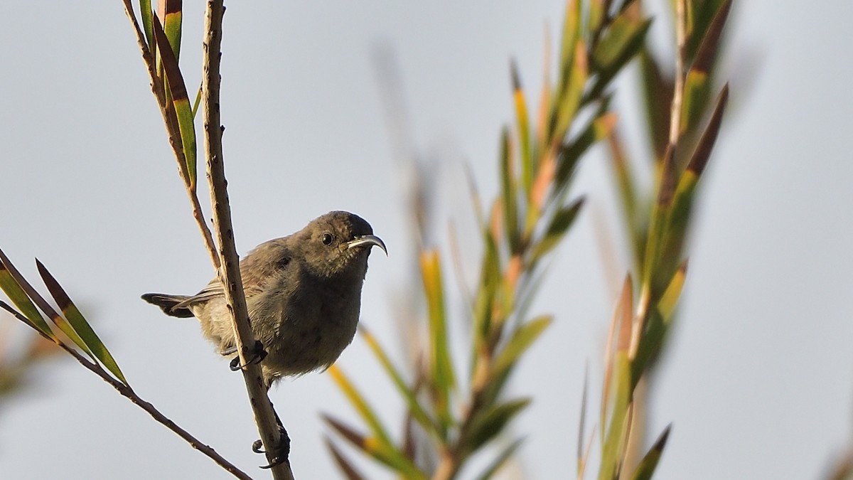 Palestine Sunbird - ML634361530