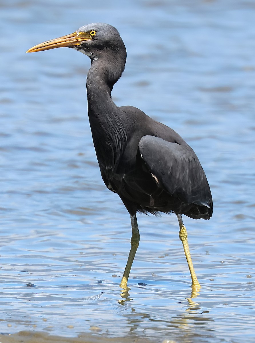 Pacific Reef-Heron - ML634361541