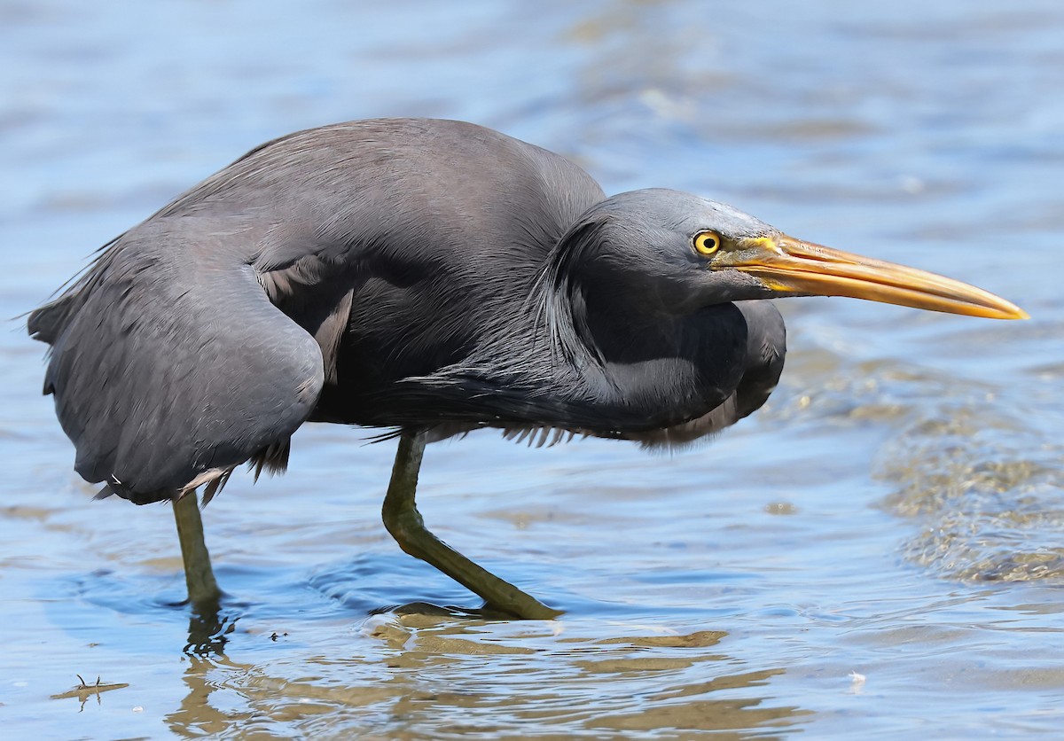 Pacific Reef-Heron - ML634361542