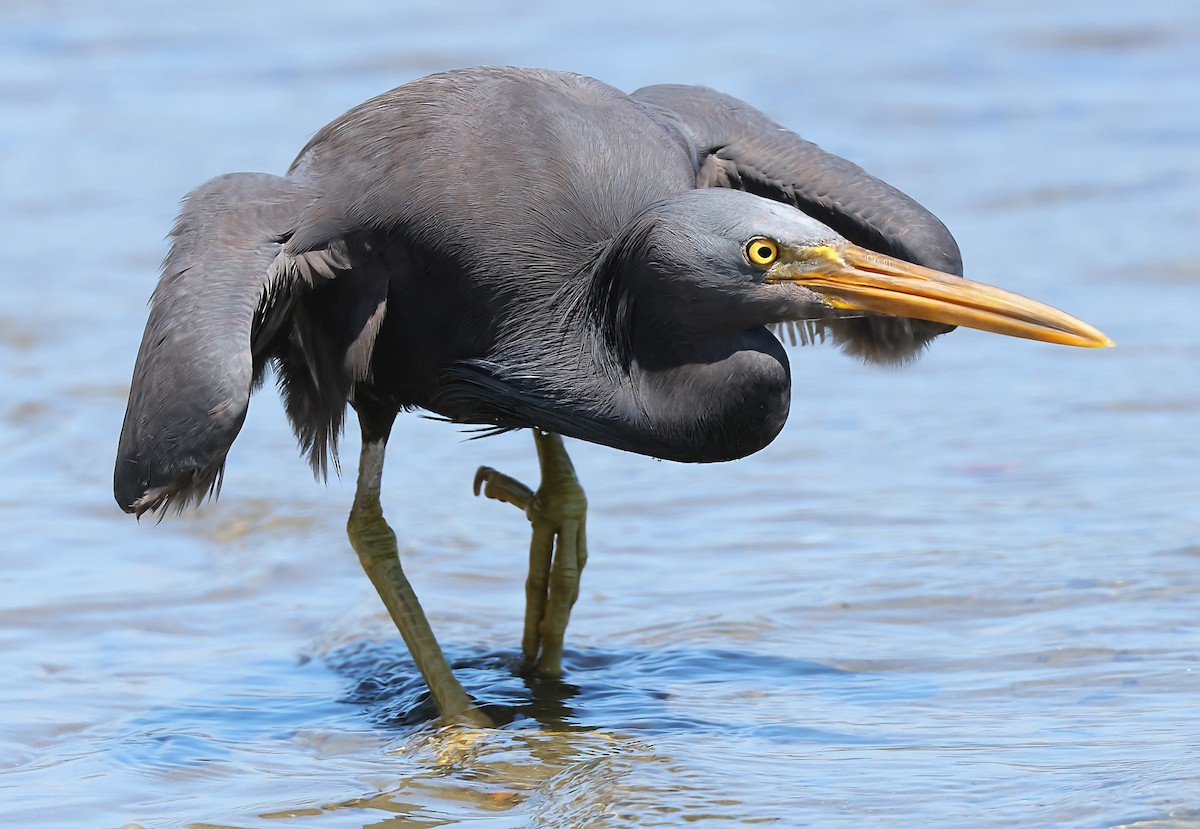 Pacific Reef-Heron - ML634361543