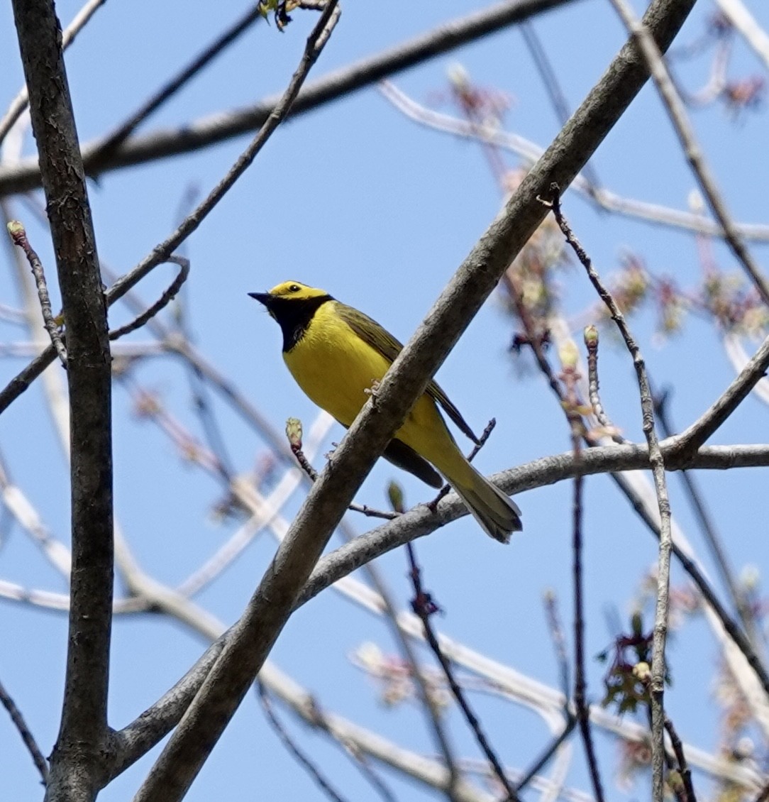 Hooded Warbler - ML634361567