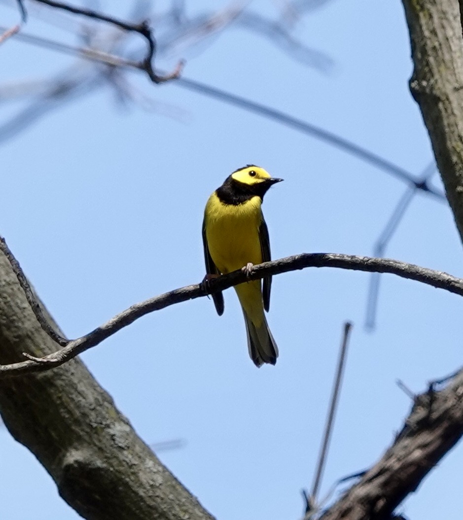 Hooded Warbler - ML634361568