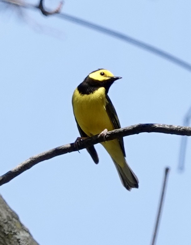 Hooded Warbler - ML634361569