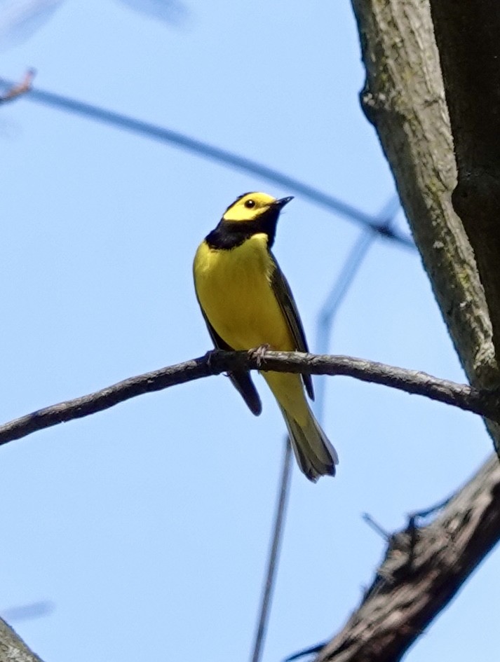Hooded Warbler - ML634361570