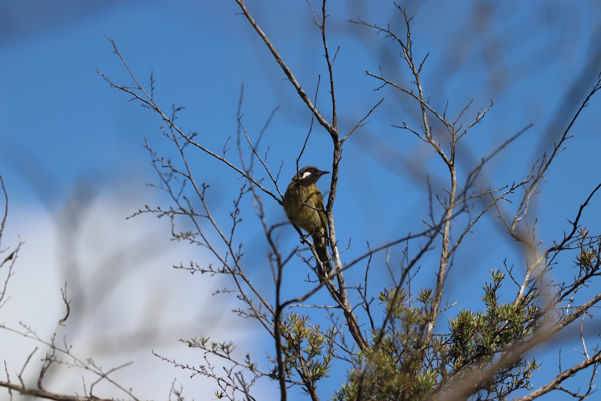 White-eared Honeyeater - ML634361659
