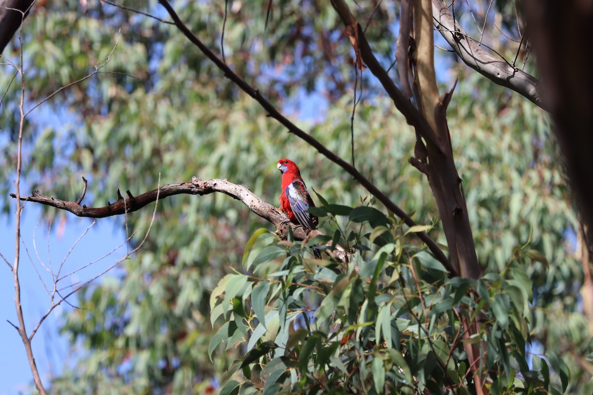 Crimson Rosella - ML634361694