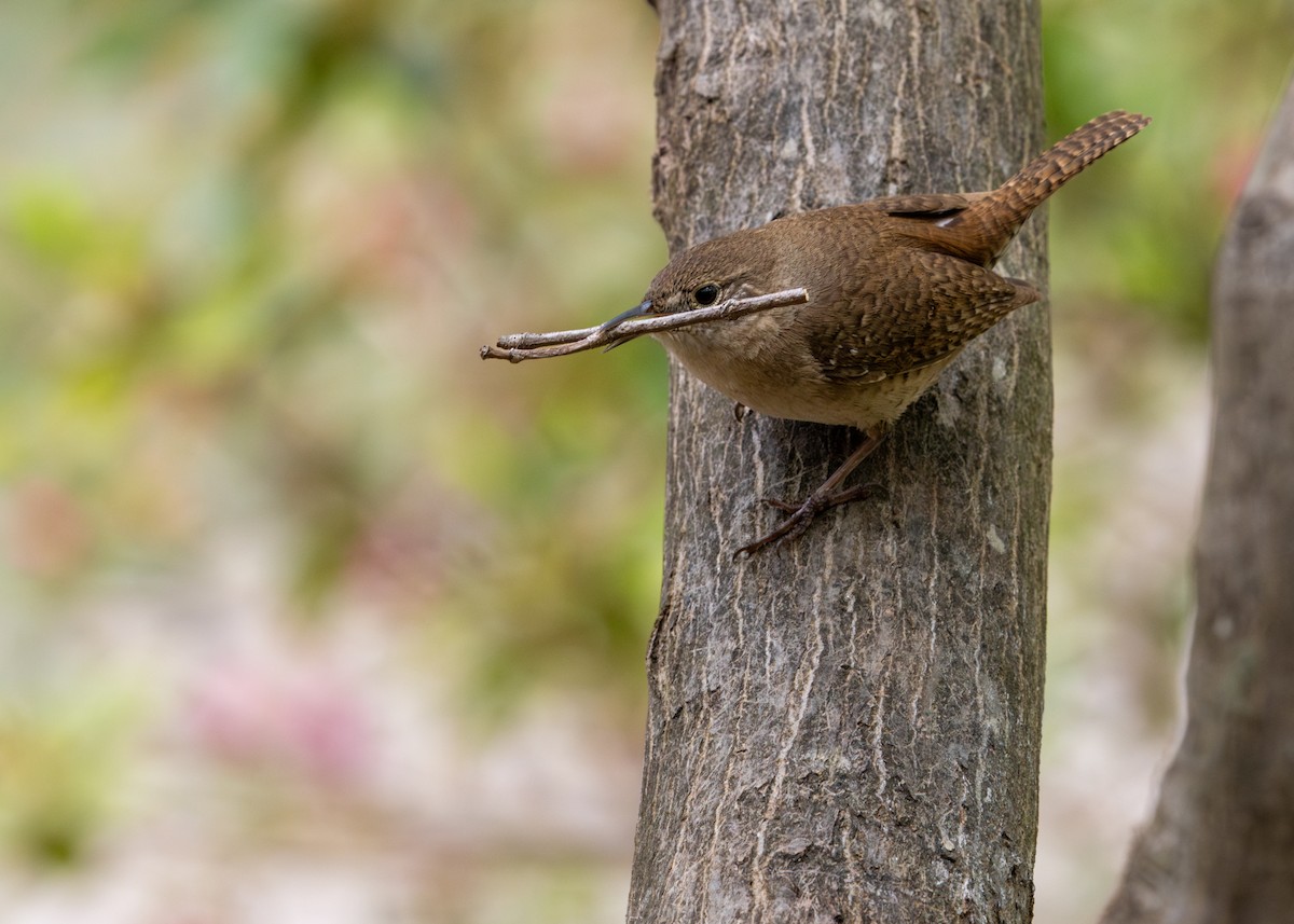 Northern House Wren - Gloria Schoenholtz