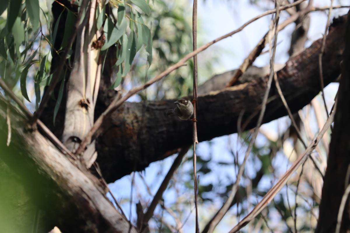 Brown-headed Honeyeater - ML634361768