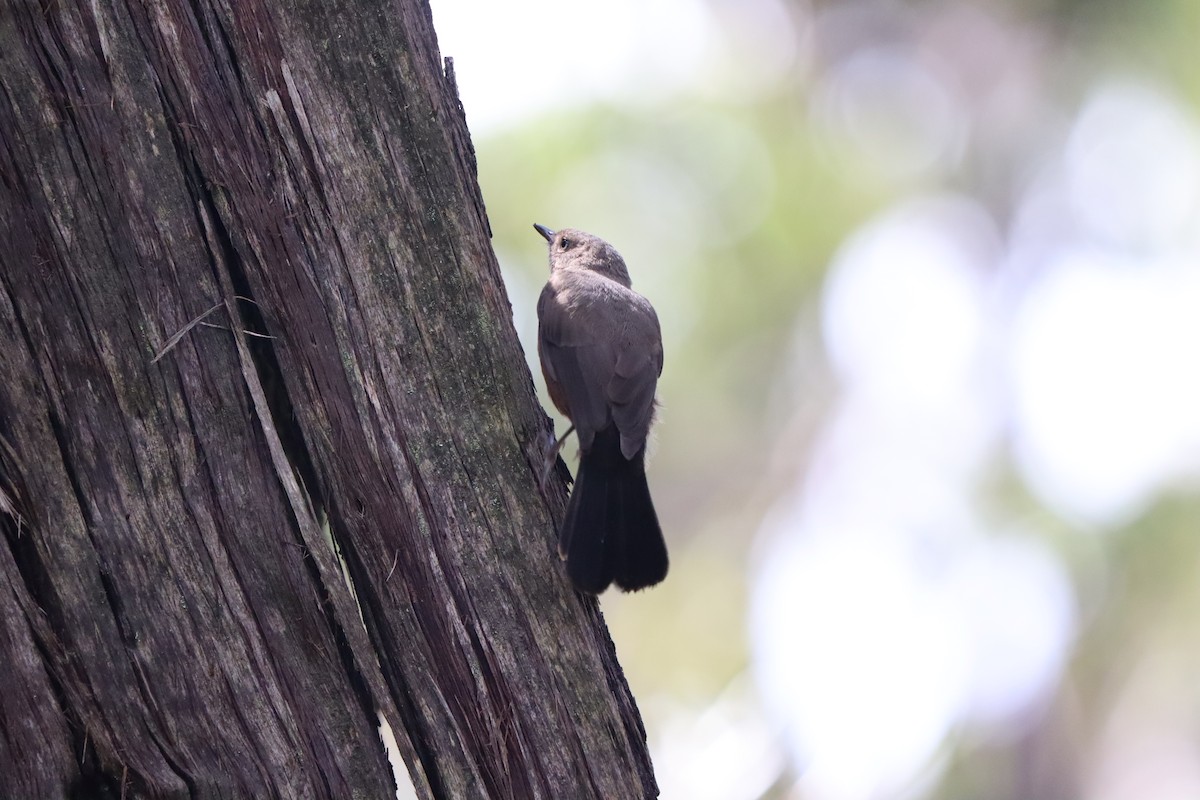 Rockwarbler - ML634361808