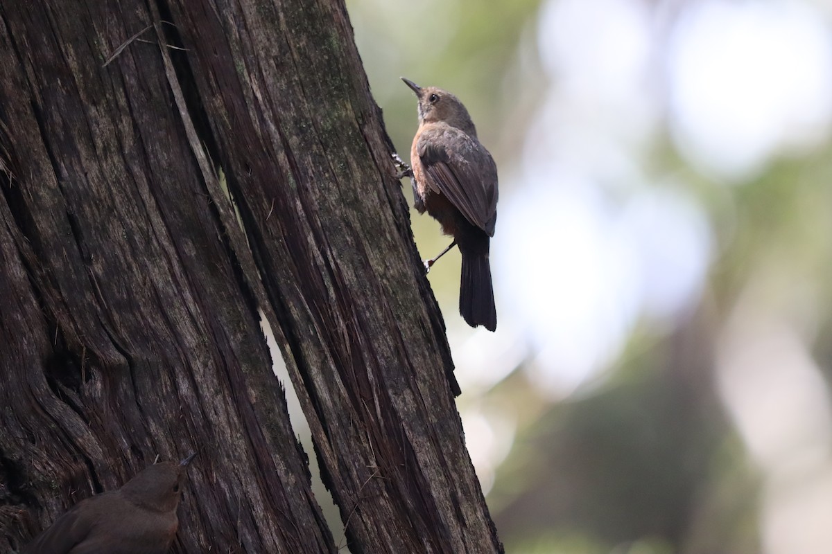 Rockwarbler - ML634361810