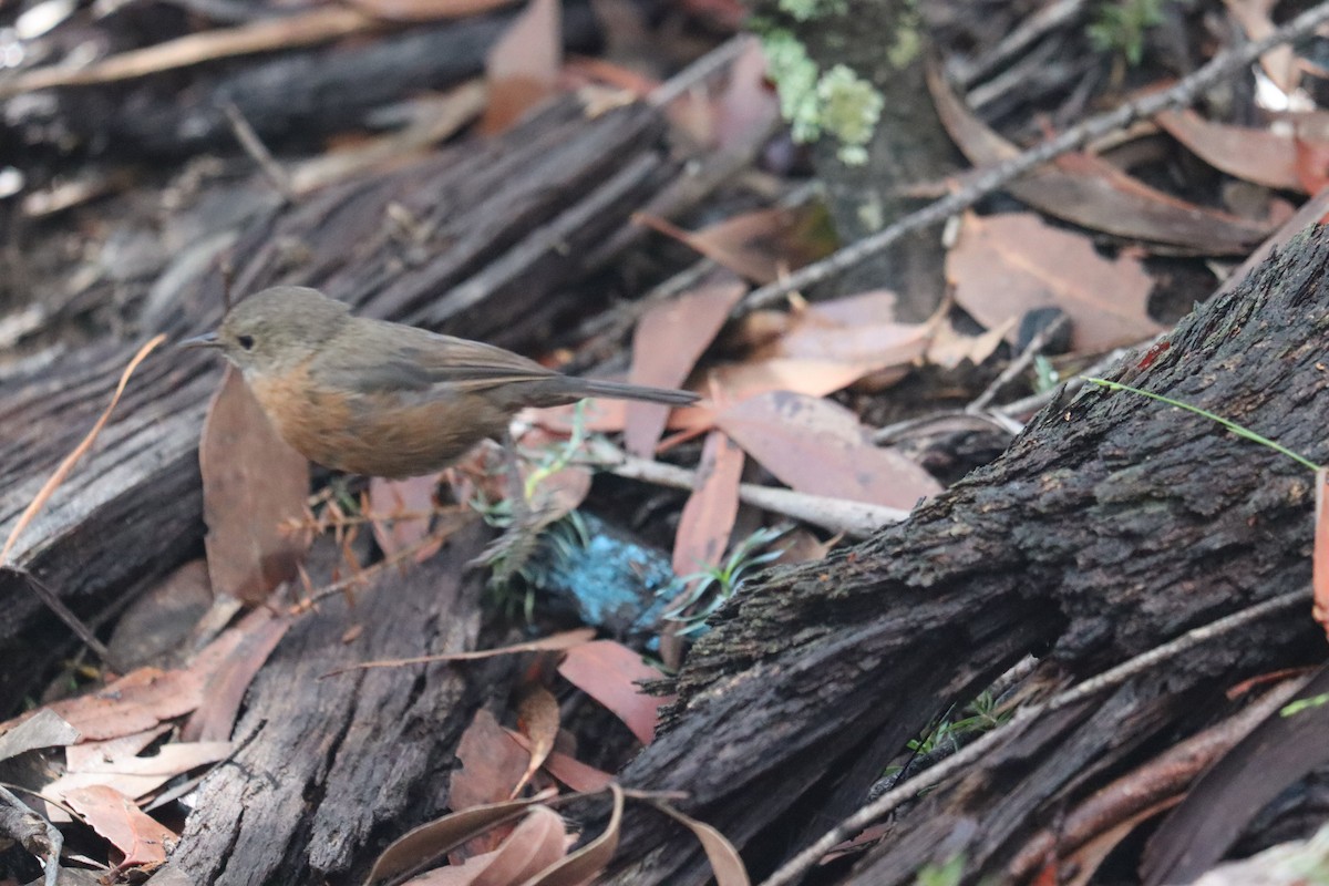 Rockwarbler - ML634361811