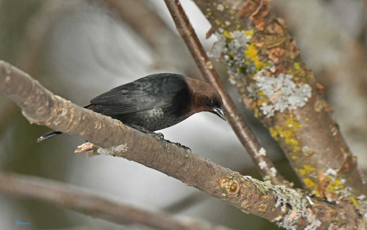 Brown-headed Cowbird - ML634361916
