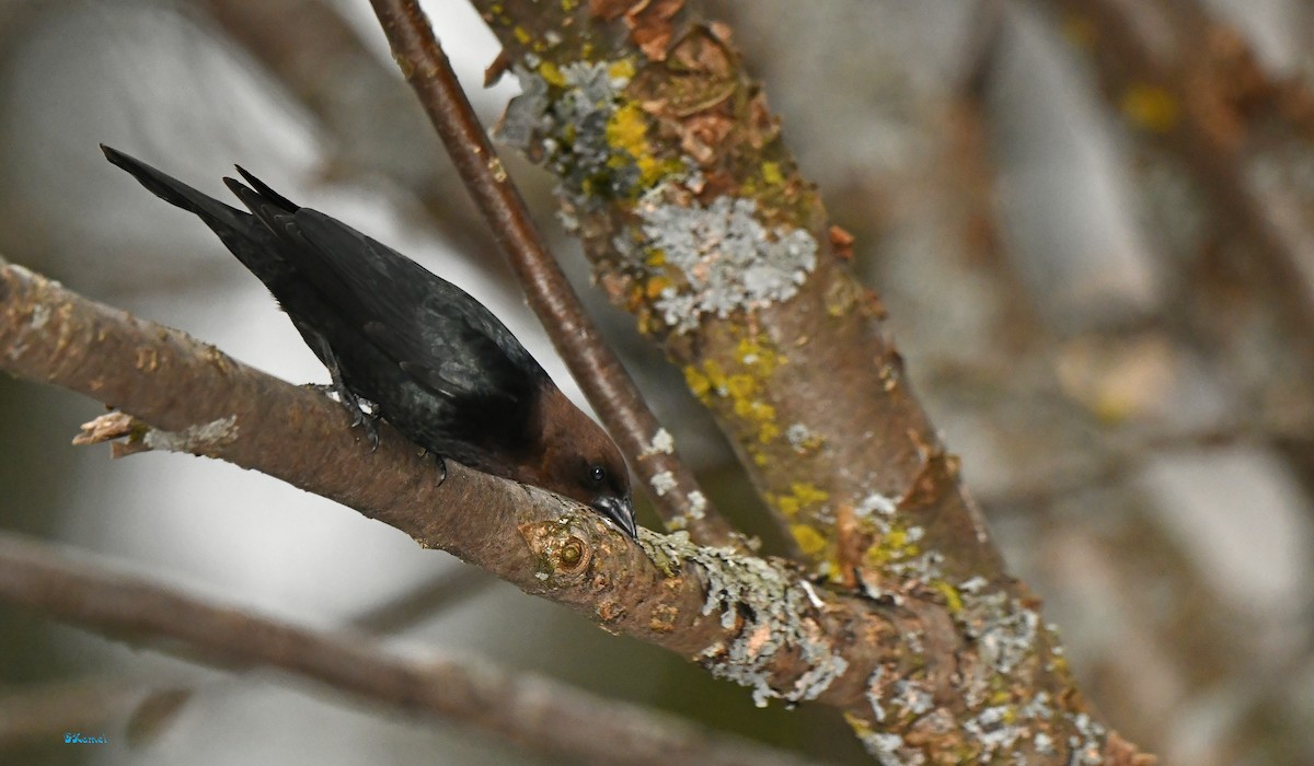 Brown-headed Cowbird - ML634361917