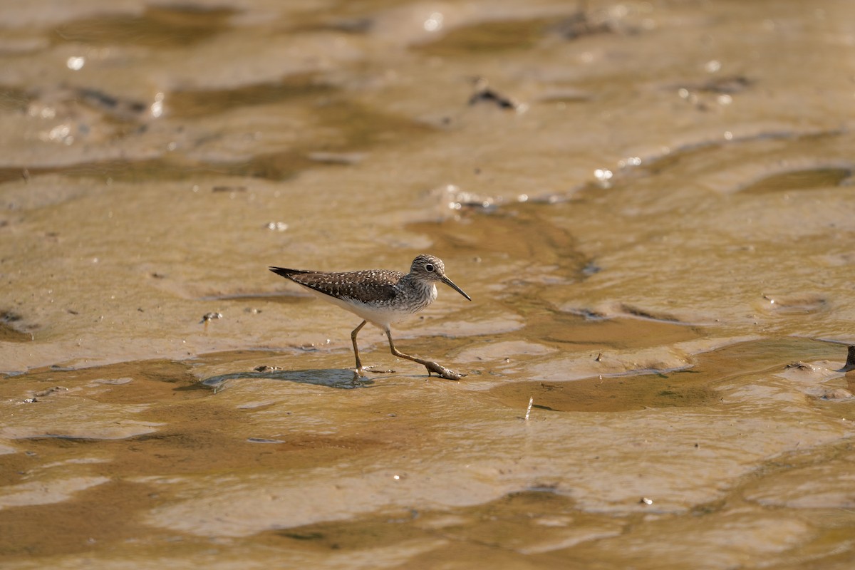 Solitary Sandpiper - ML634361934