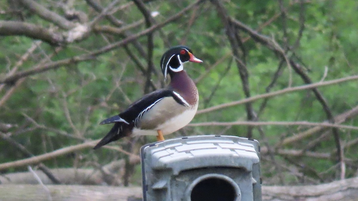 Wood Duck - ML634361986