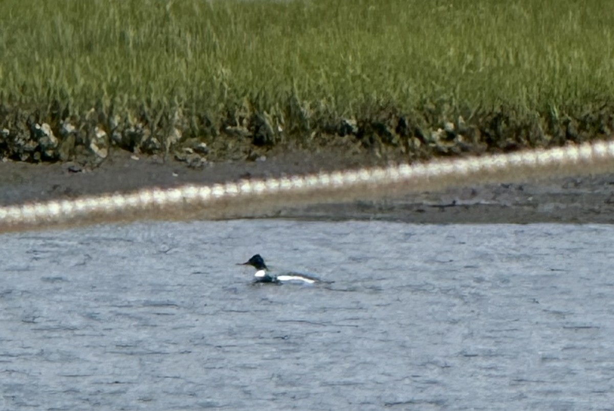 Mittelsäger - ML634362027