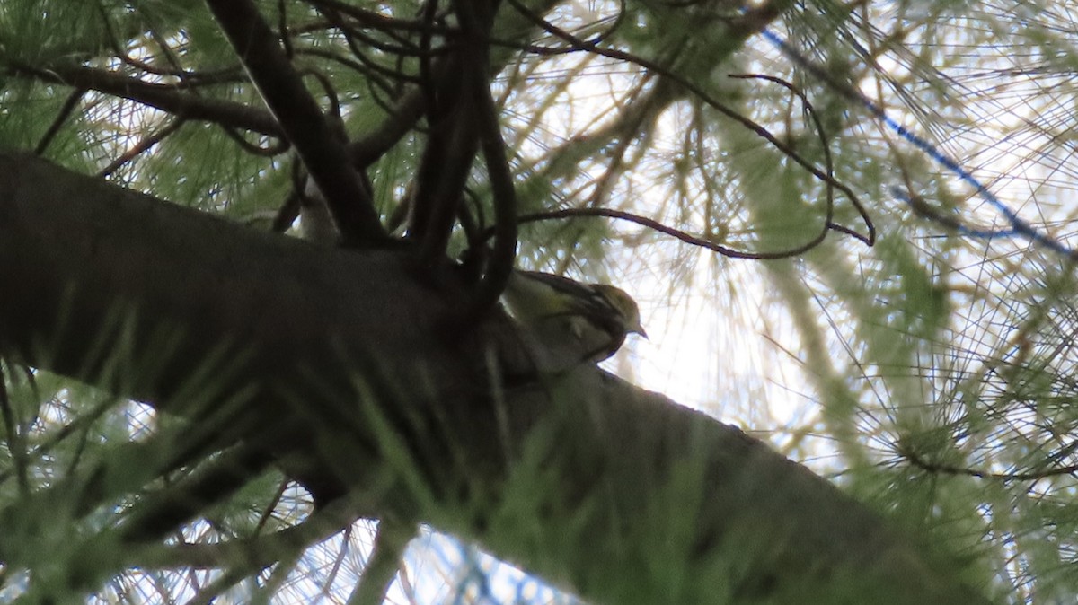 Black-throated Green Warbler - ML634362128