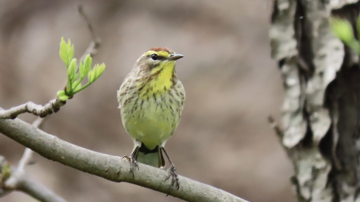Palm Warbler - ML634362141
