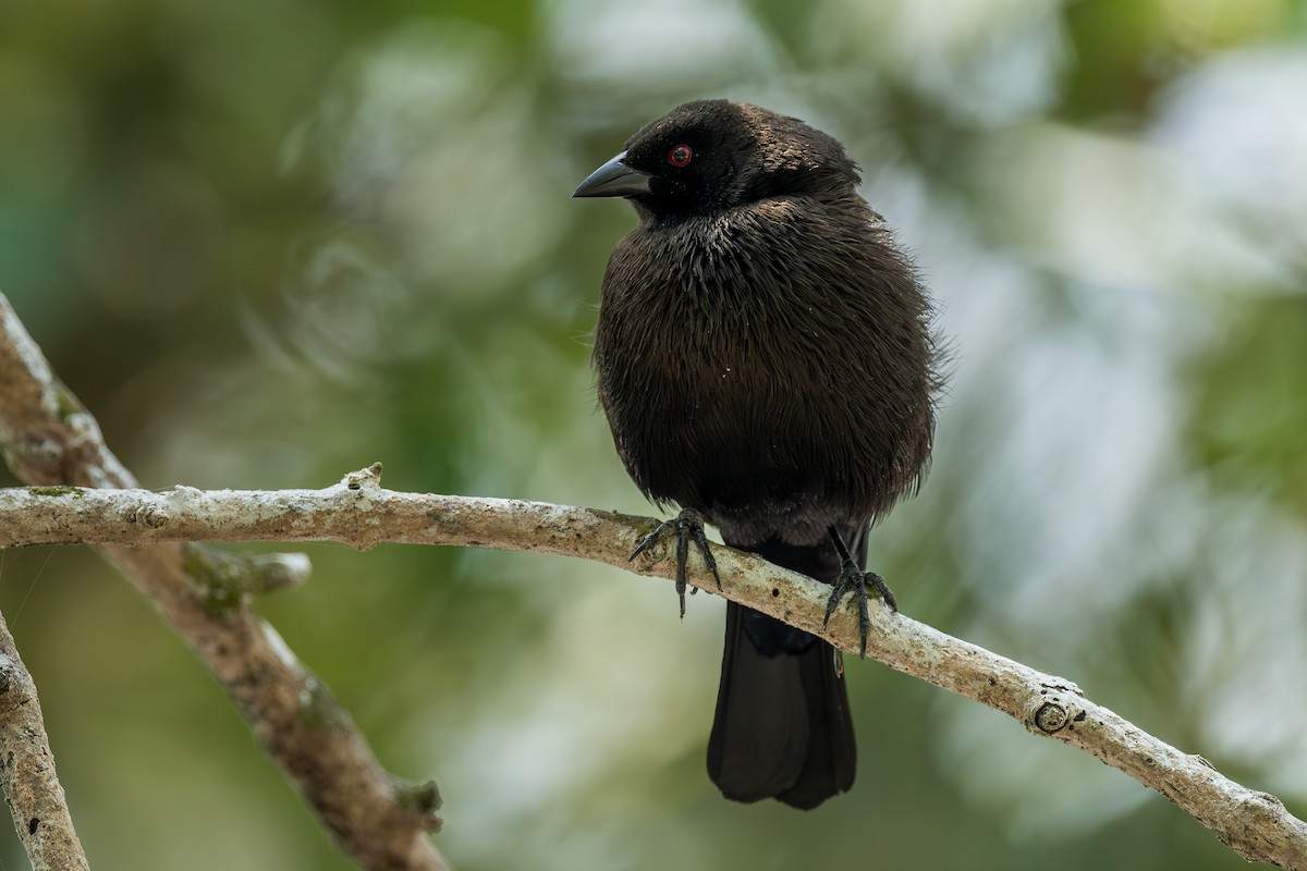 Bronzed Cowbird (Bronze-brown) - ML634362146