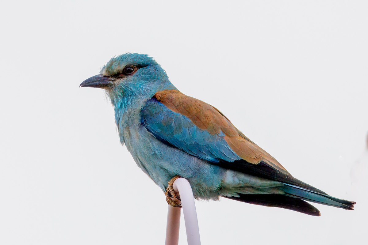 European Roller - ML634362338