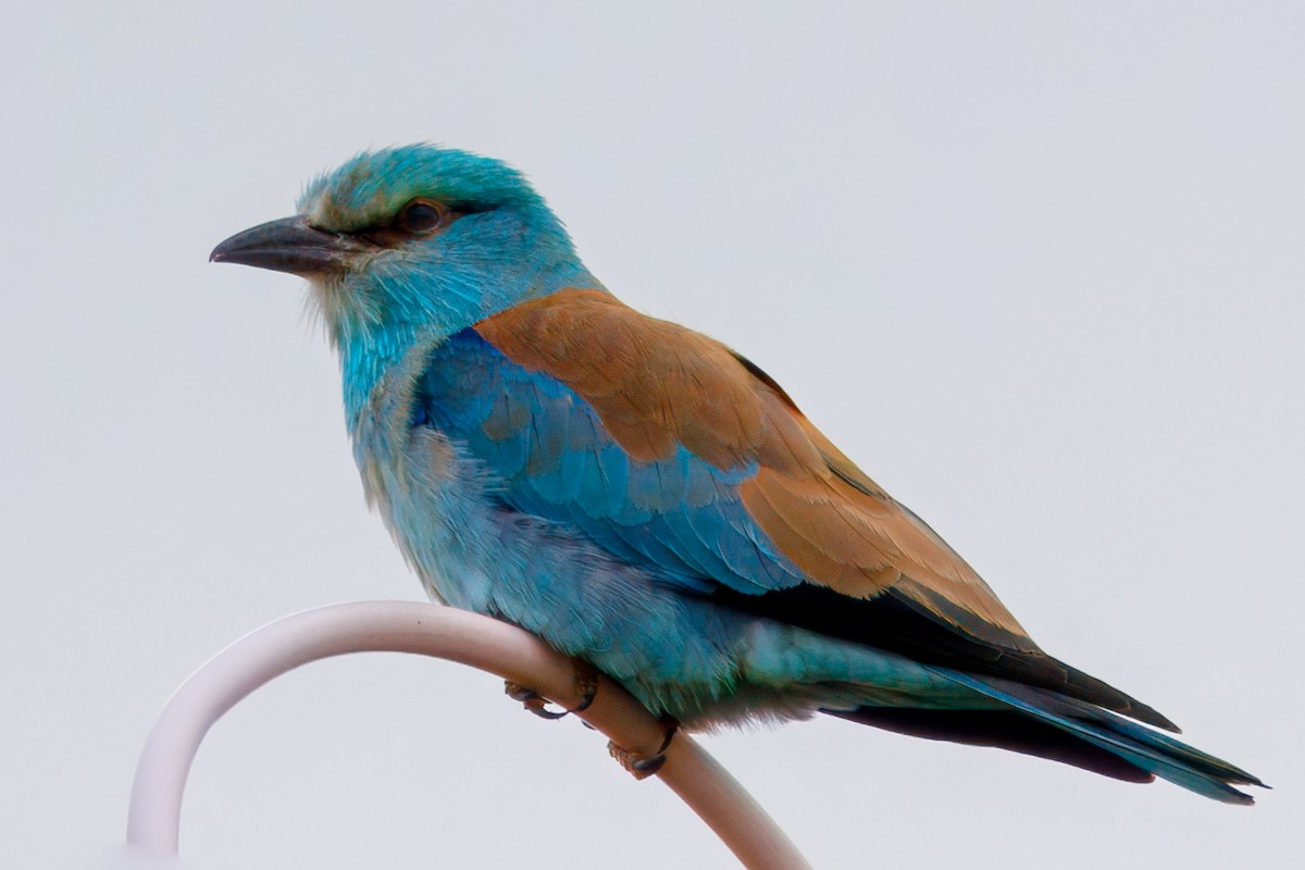 European Roller - ML634362359