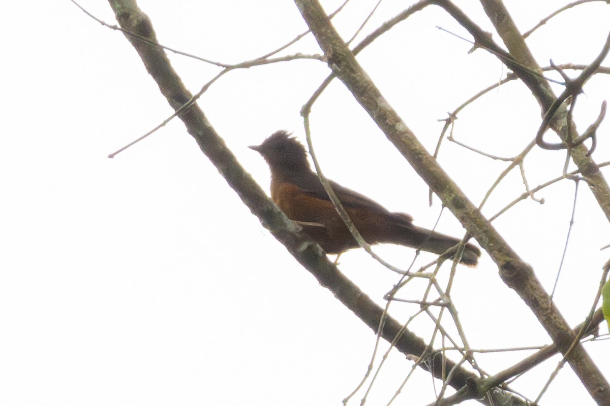 Finsch's Flycatcher-Thrush - ML634362394
