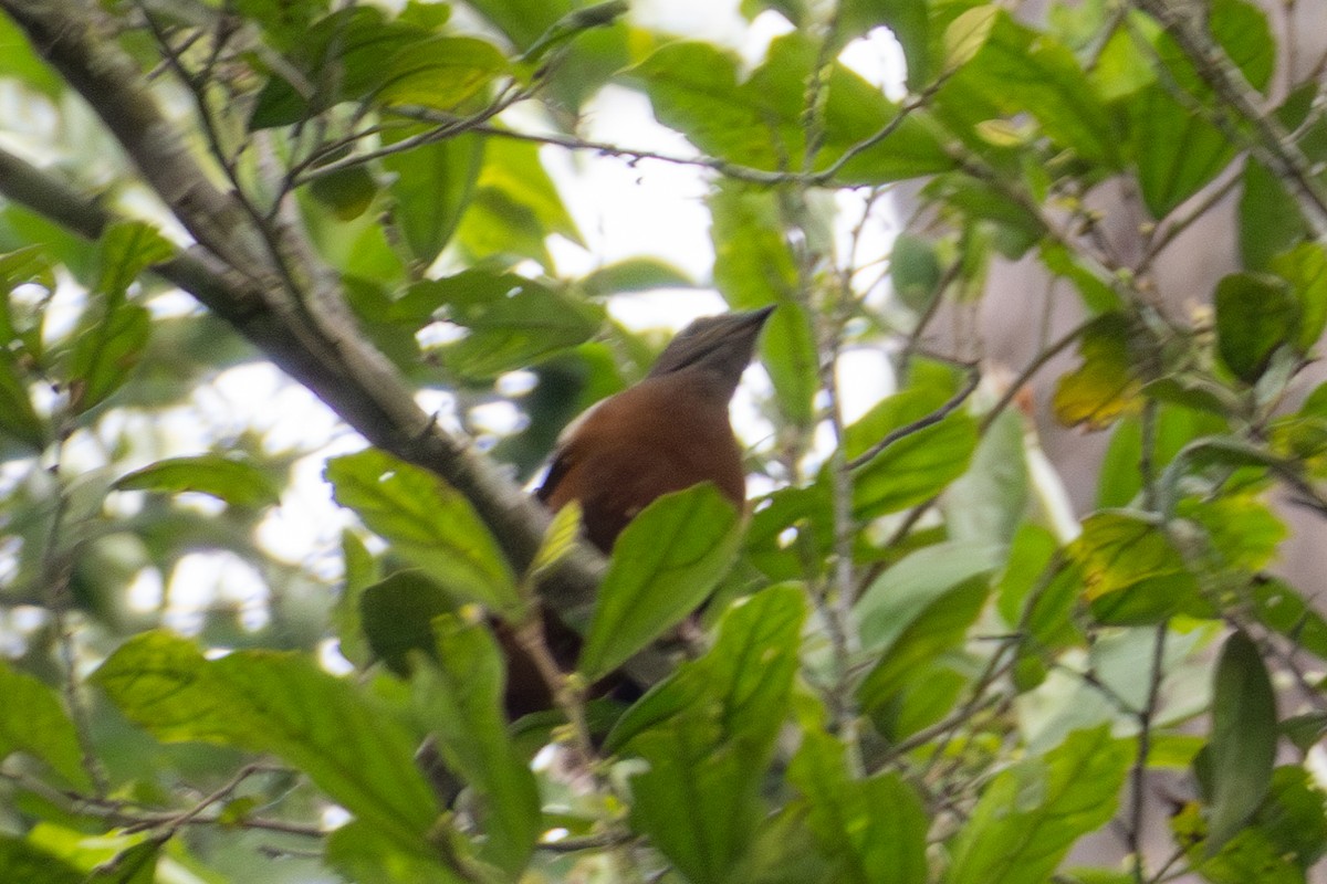 Finsch's Flycatcher-Thrush - ML634362395