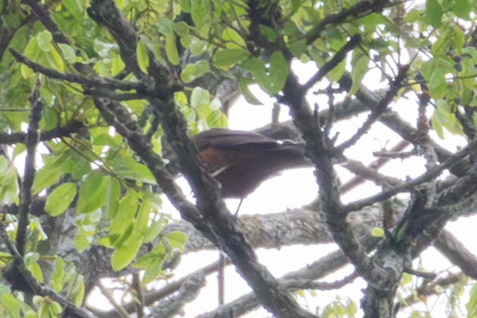White-tailed Ant-Thrush - ML634362402