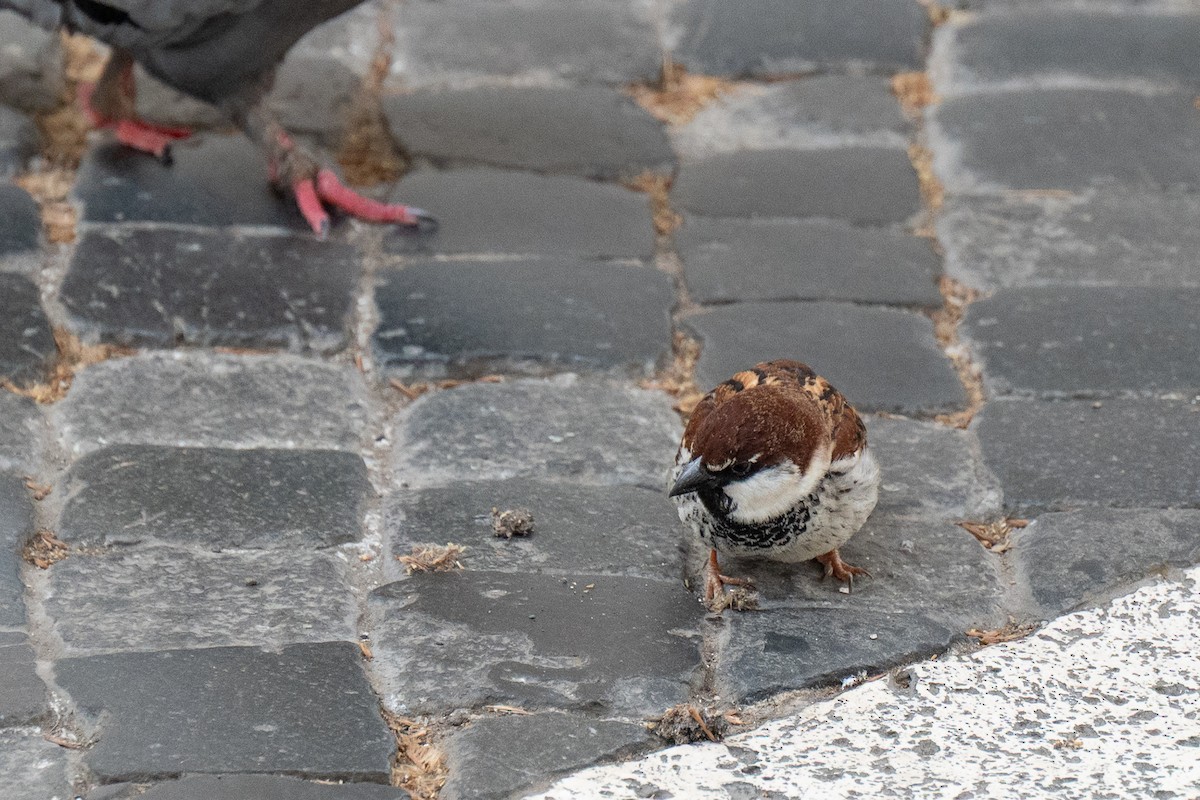 Italian Sparrow - ML634362410