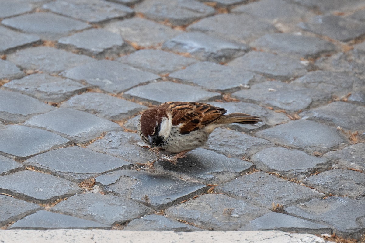 Italian Sparrow - ML634362411