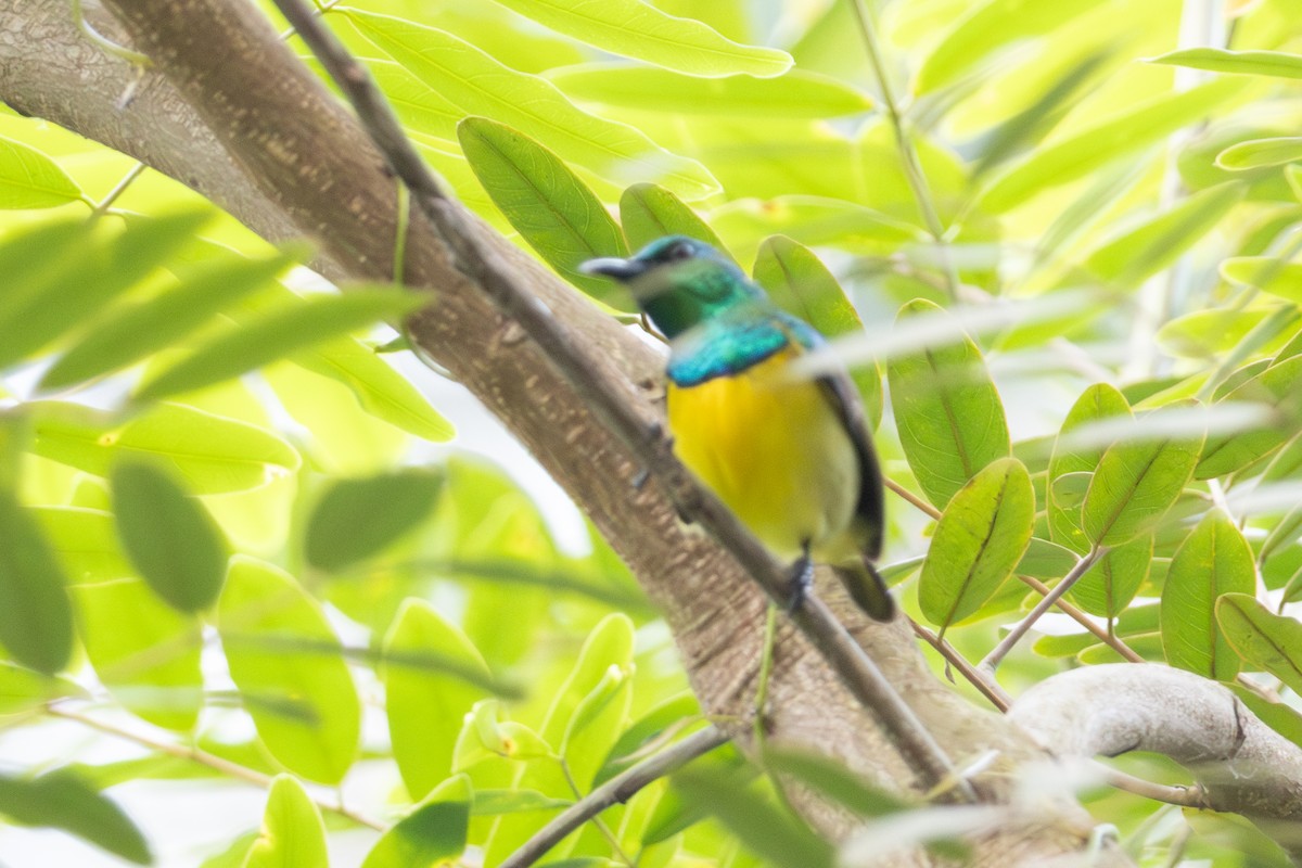 Collared Sunbird - ML634362412