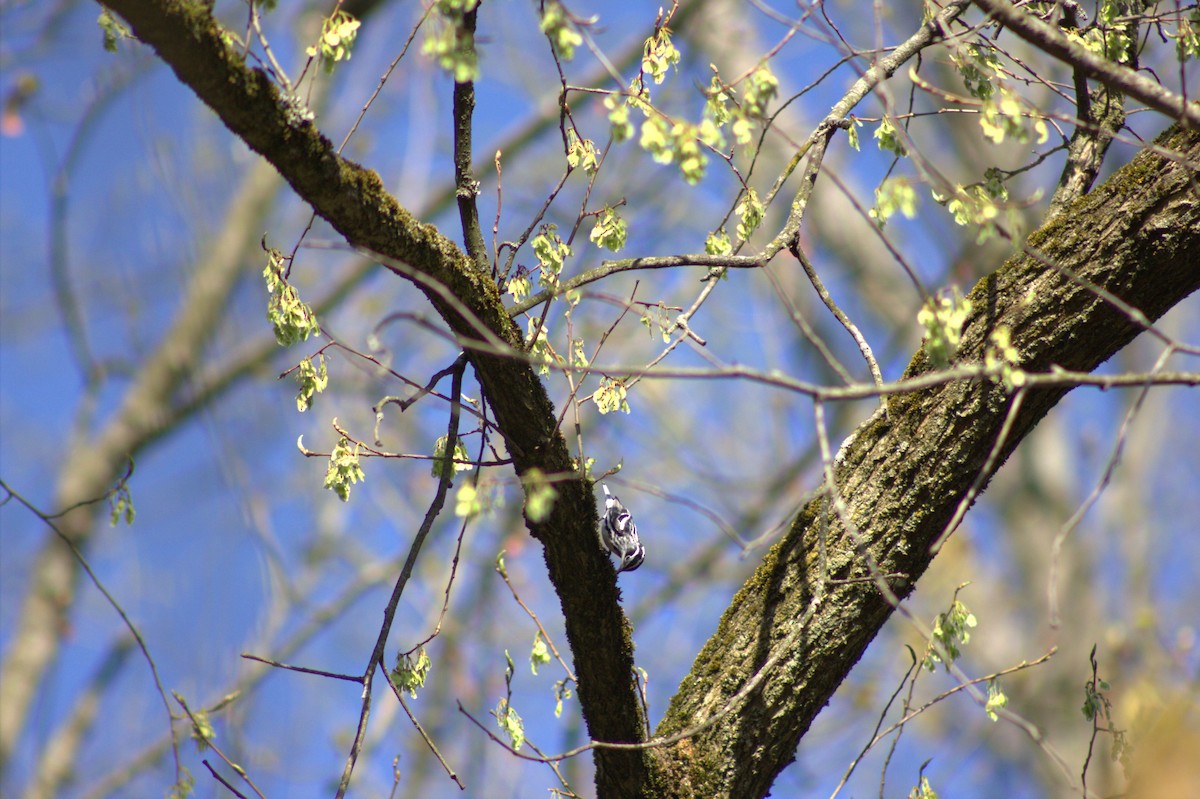 Black-and-white Warbler - ML634362620
