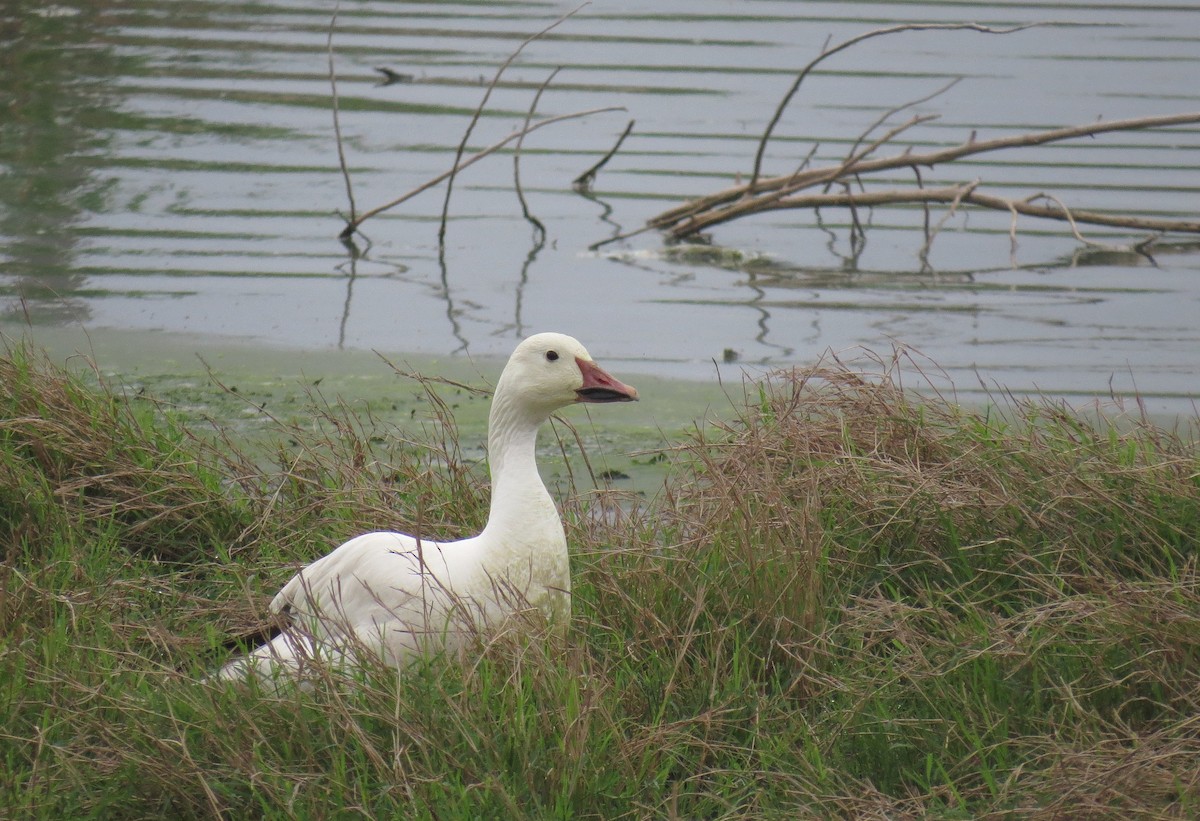 Snow Goose - ML634362639