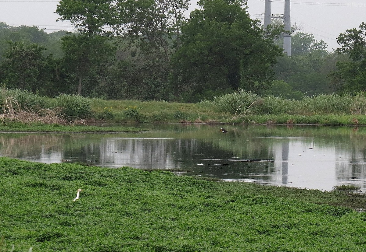 Yellow-headed Blackbird - ML634362753