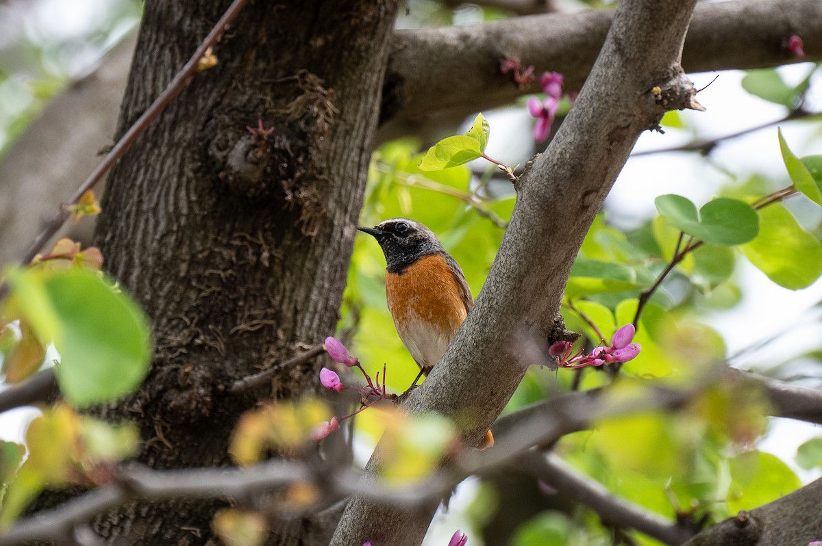 Common Redstart - ML634363439