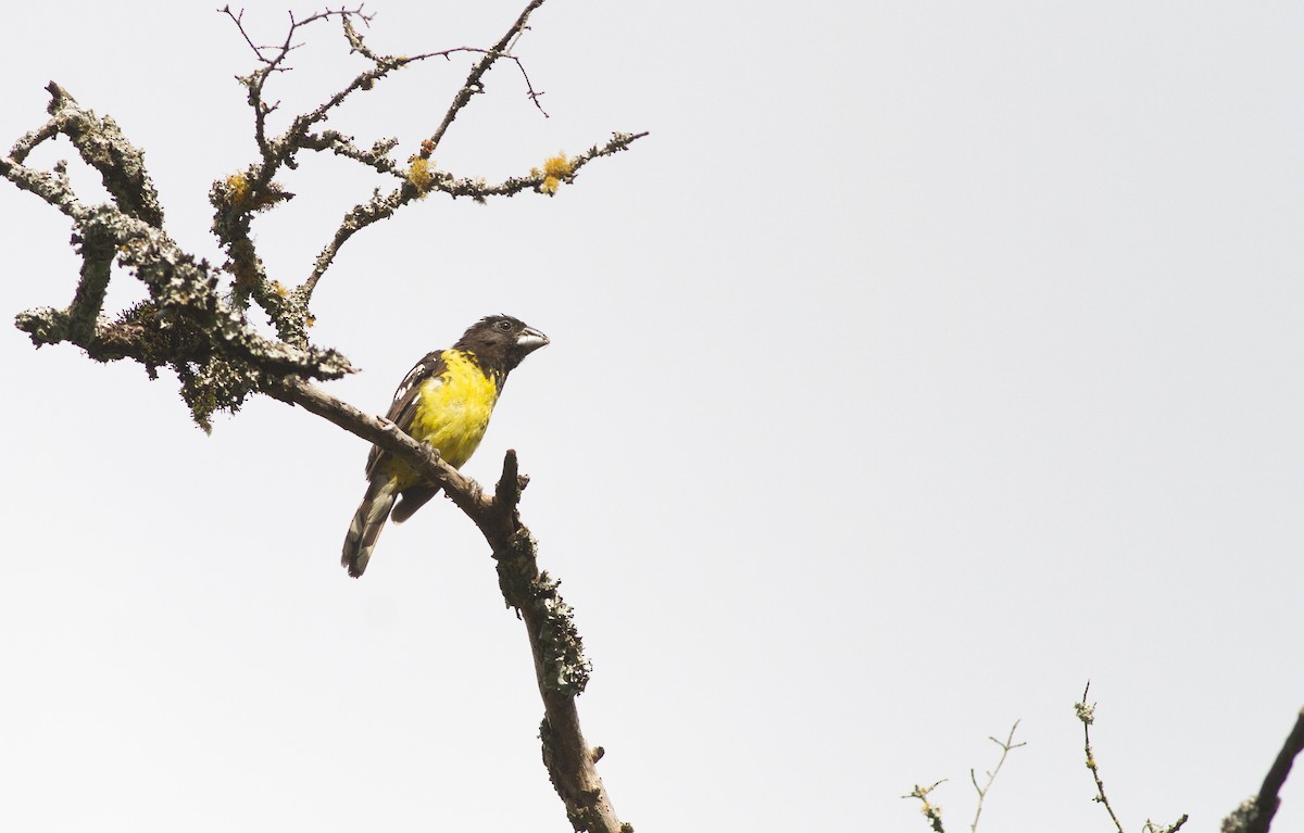 Black-backed Grosbeak - ML634363460