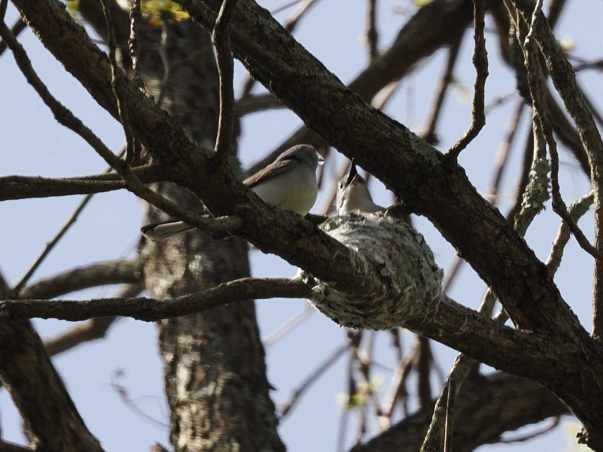 Blue-gray Gnatcatcher - ML634363633