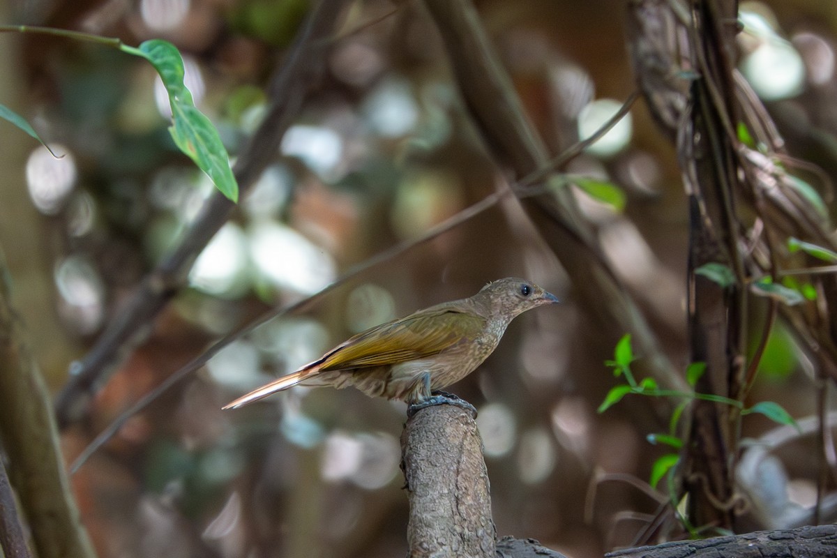 Spotted Honeyguide - ML634363745