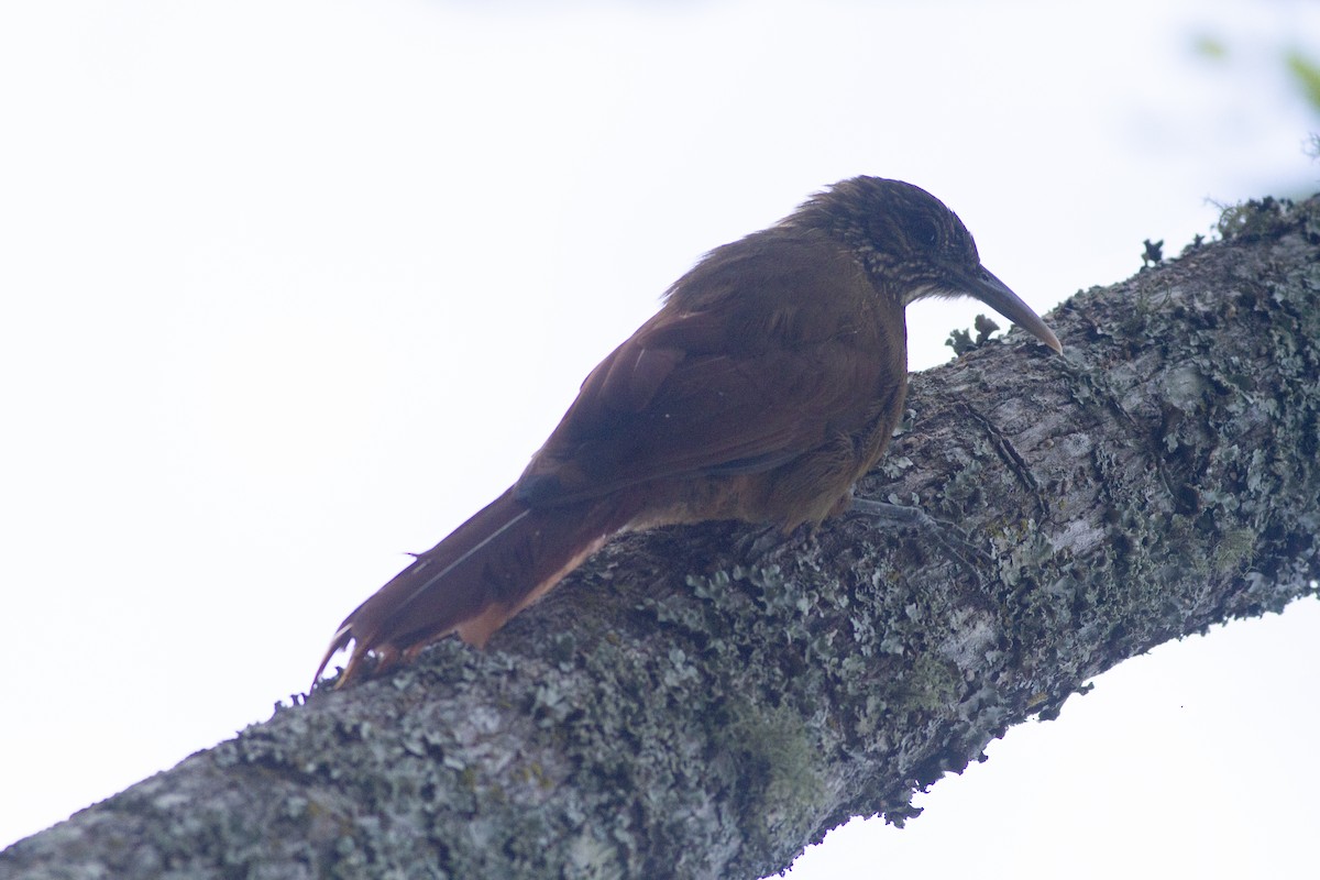 Black-banded Woodcreeper - ML634363781