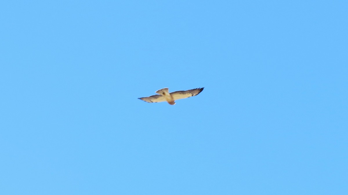 Swainson's Hawk - ML634363788