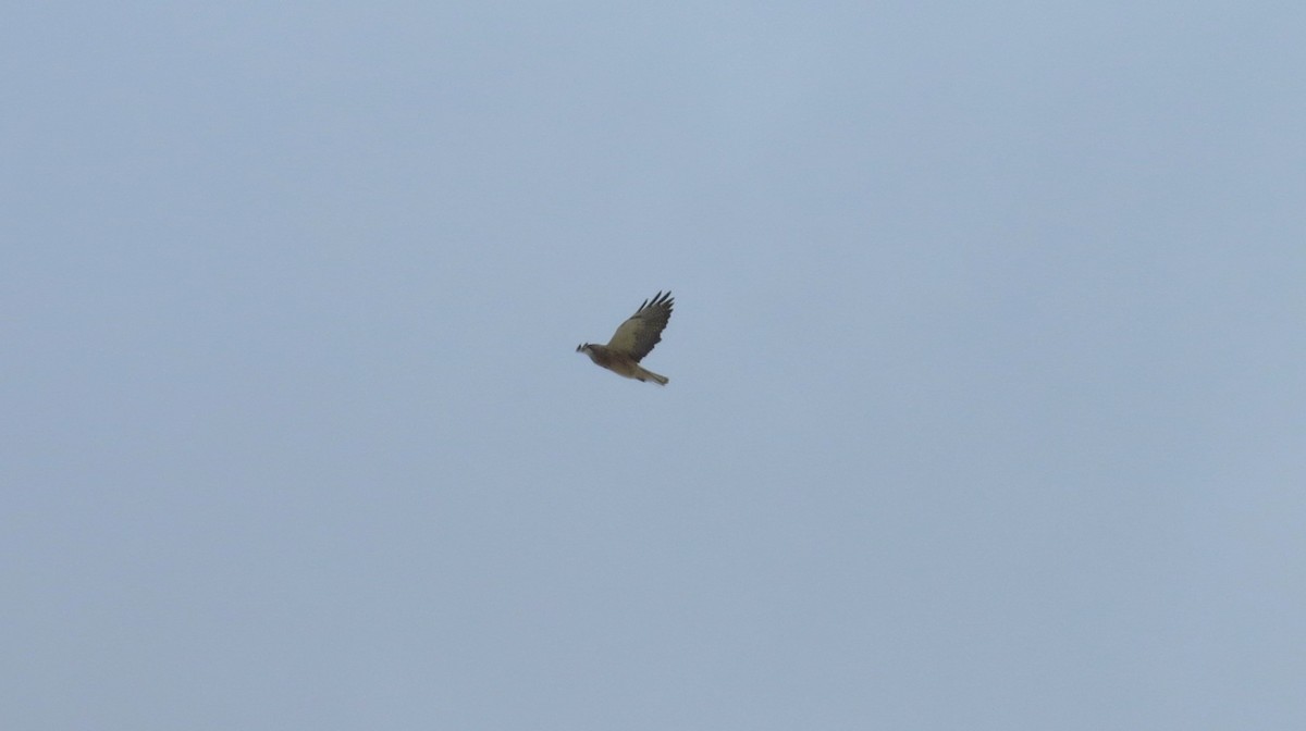 Swainson's Hawk - ML634363789