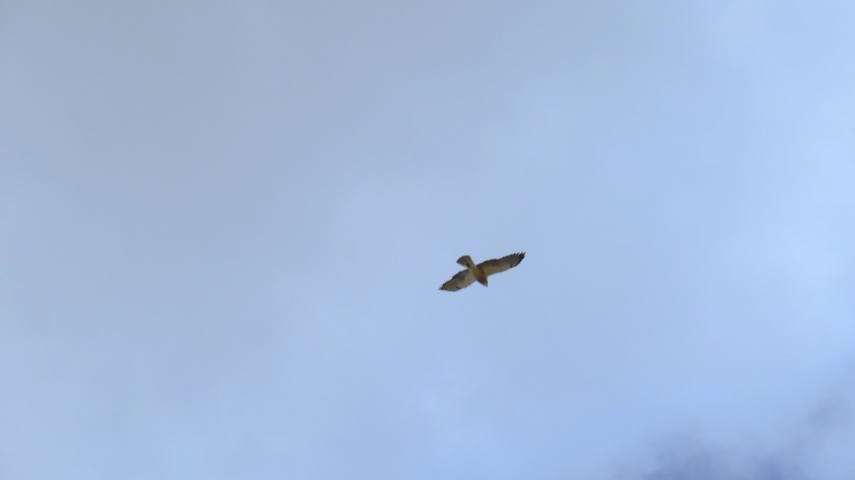 Swainson's Hawk - ML634363790
