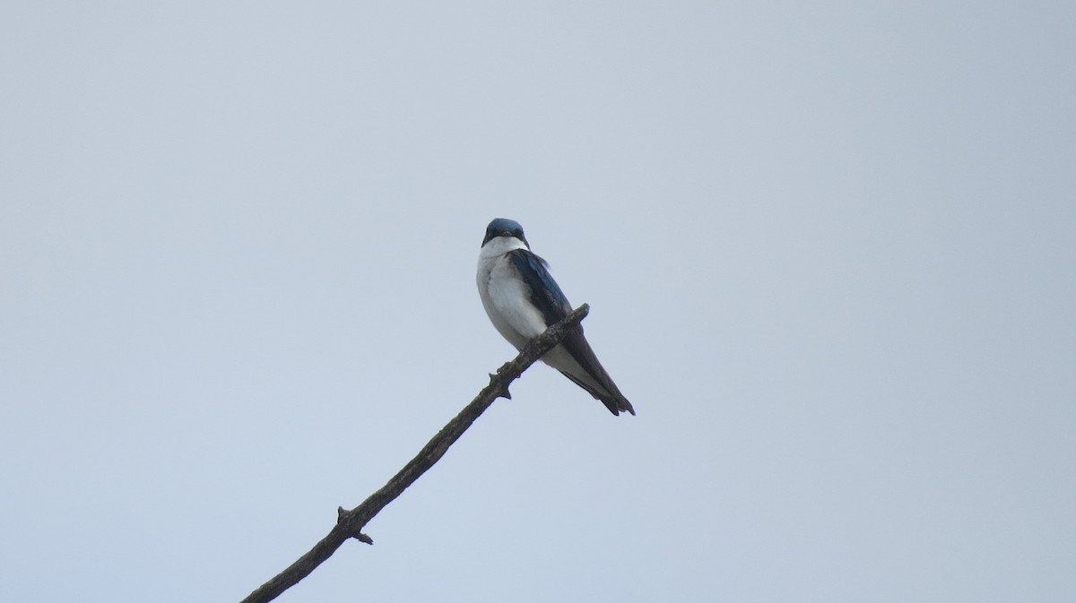 Tree Swallow - ML634363819
