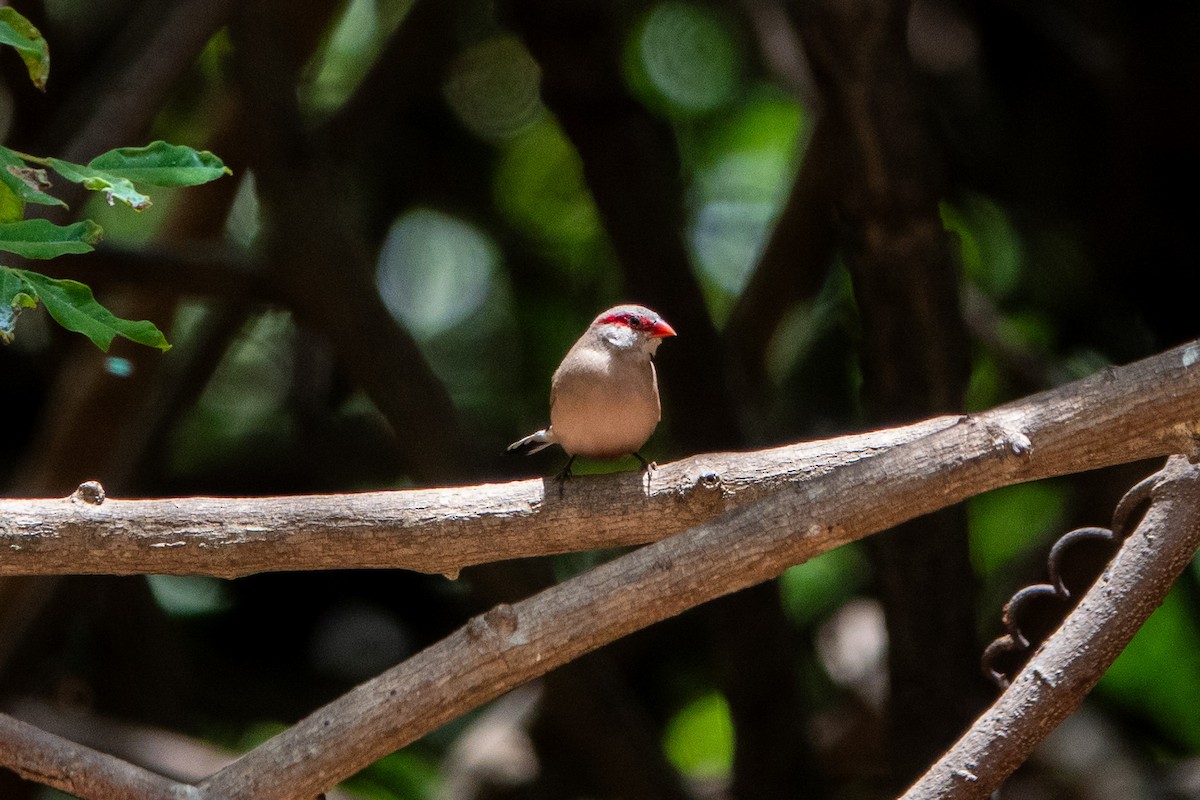 Black-rumped Waxbill - ML634363841